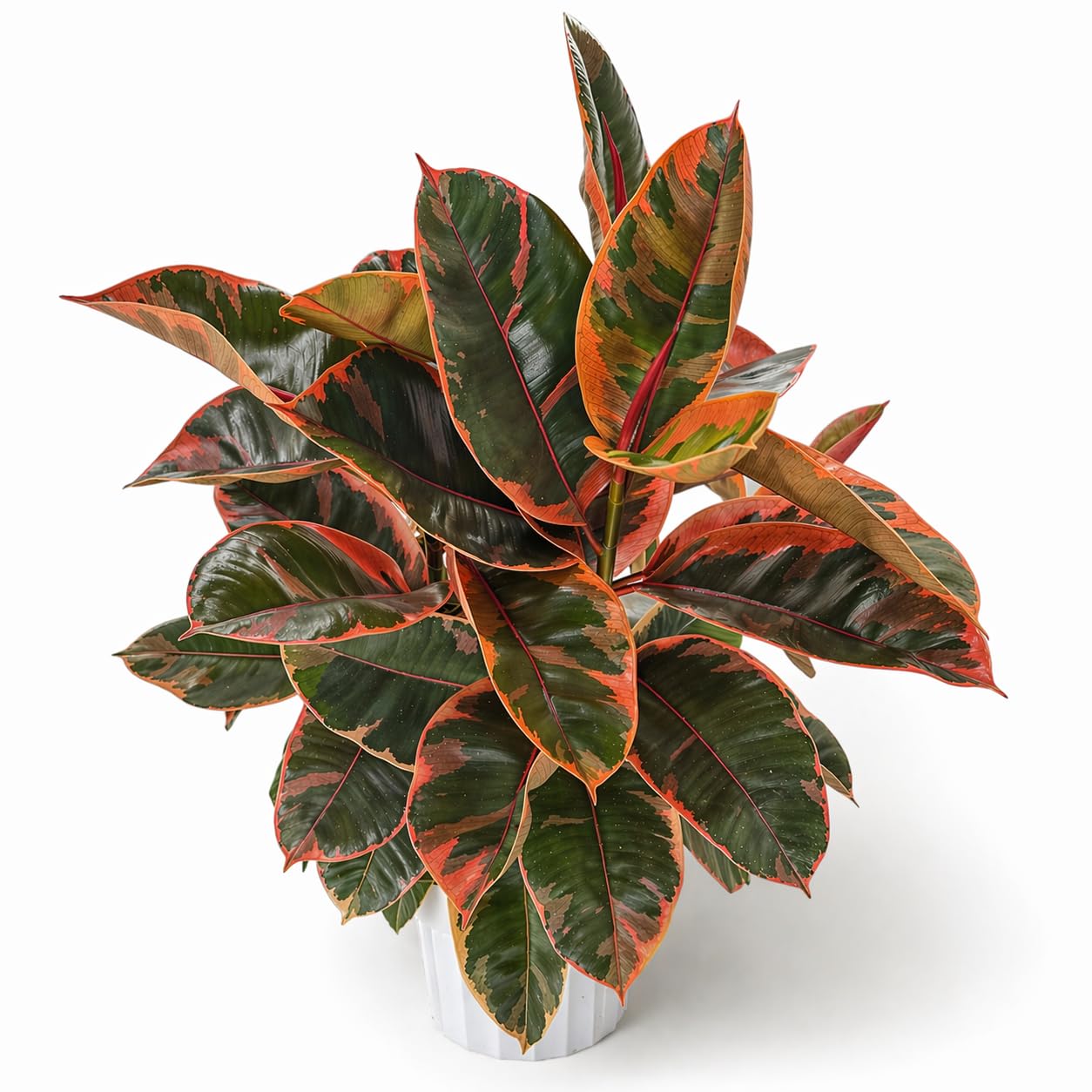 Large Ficus Ruby Live Plant