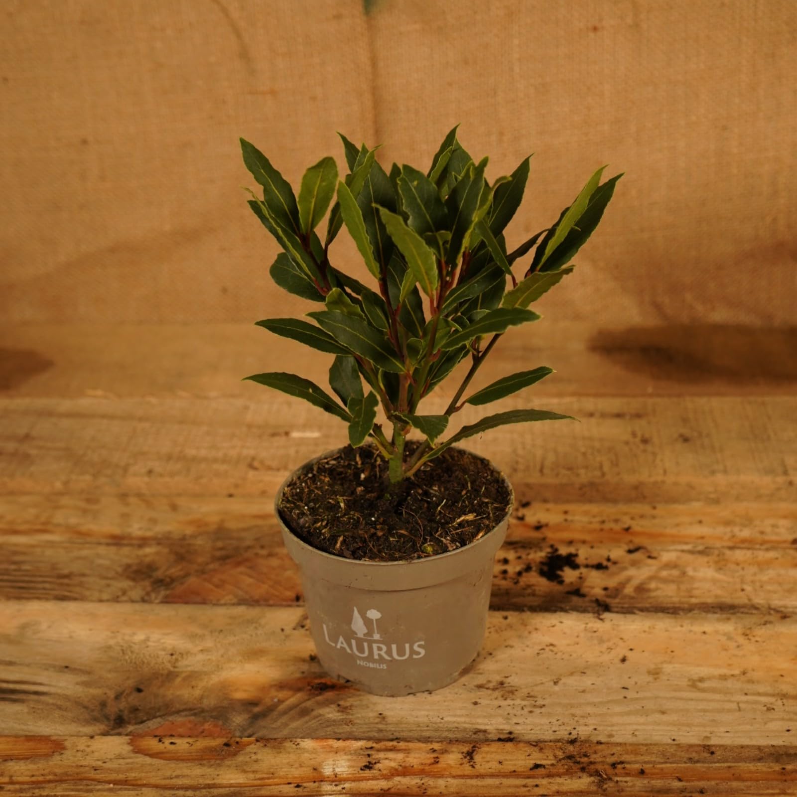 Carbeth Plants 2 x Laurus Nobilis Bay Tree in 10cm Pot – Evergreen Aromatic Herb Plant – Ideal for Patio, Kitchen Garden or Indoor Growing – Culinary Leaves for Cooking