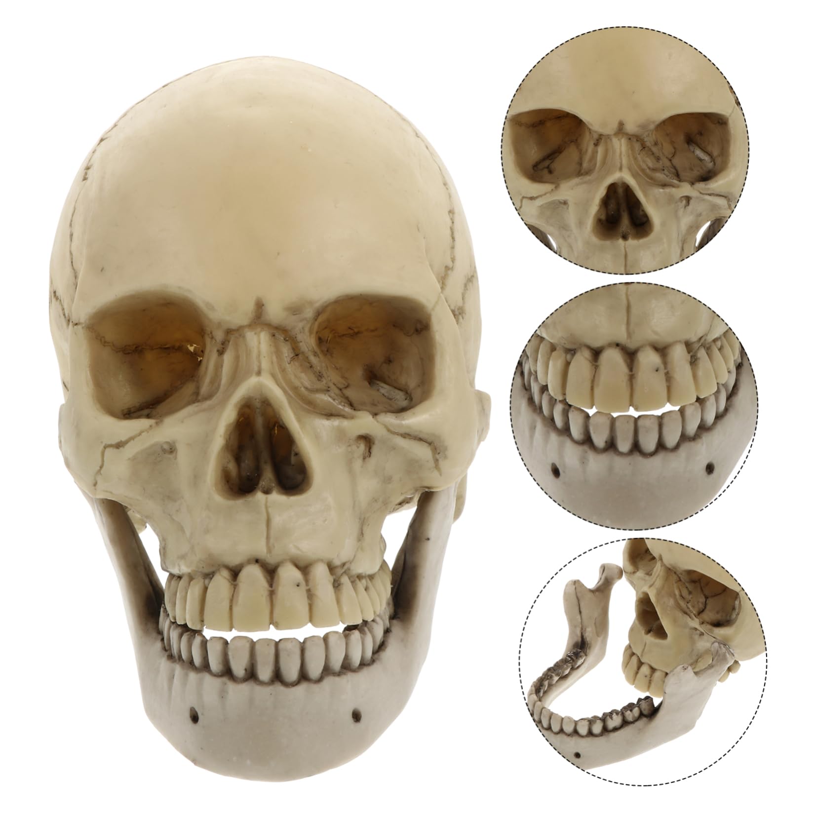 1 Pieza de Cráneo de Resina Estatua Decorativa para Halloween Cráneo Adulto con Mandíbula Móvil Ornamentación de Fiesta Resistente y Duradera