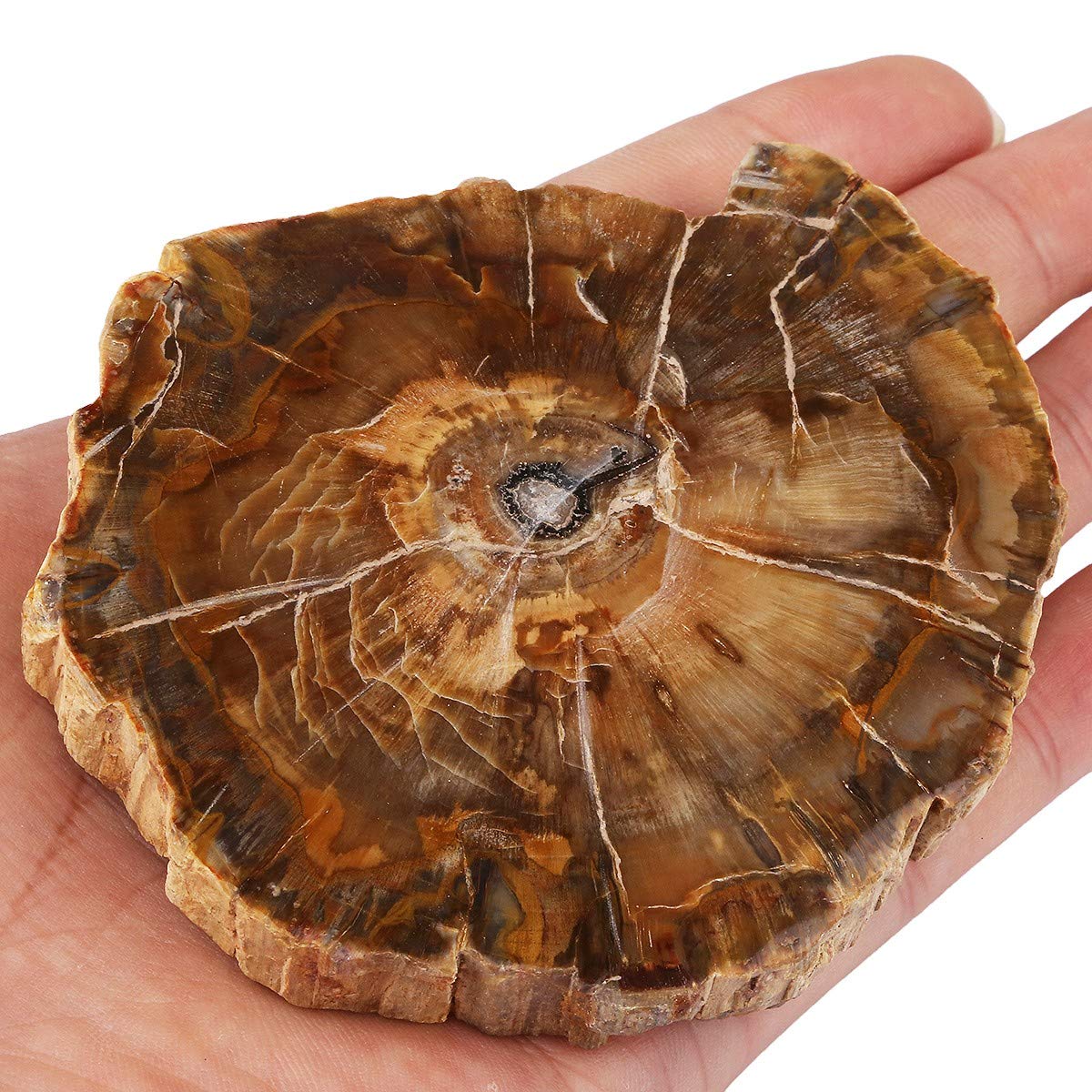 mookaitedecor Natural Petrified Wood Slice Healing Crystal Irregular Small Rough Stone Coaster, Reiki Gemstone Specimen Fossilized Wood Stone Slab Mineral Home Decoration(135-250g), Length 70-120mm