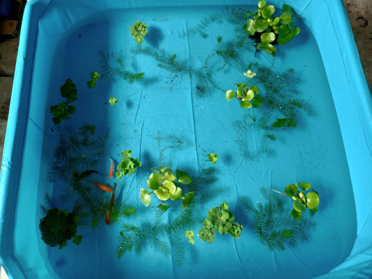 Buy Intex - Mini Frame Pool - Blue 122 x 122 cm Online at Low Prices in ...
