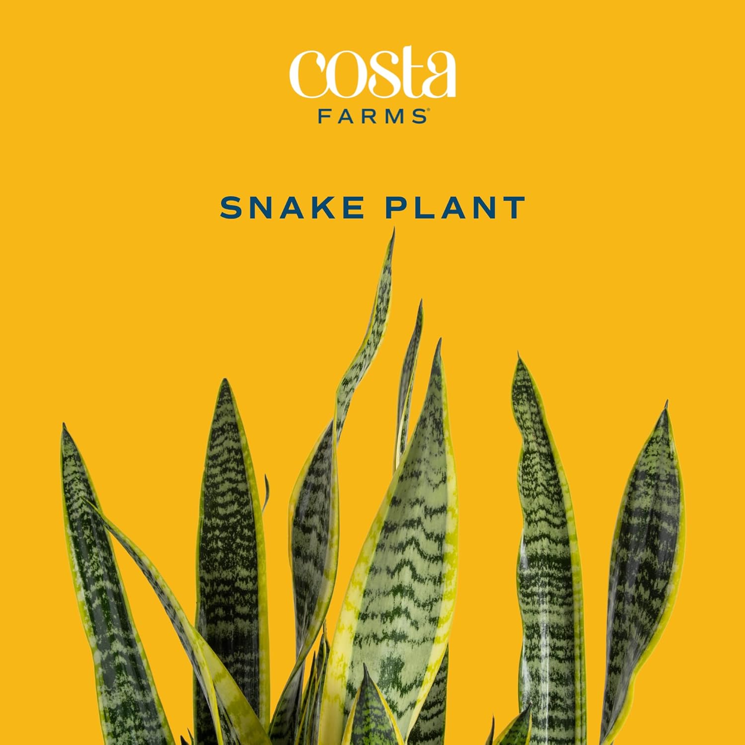Live Succulents in White Planter Pots, Live Succulent Plants Live Plants in Succulent Pots & Costa Farms Snake Plant, Live Indoor and Outdoor Sansevieria Plant, 2-3 Feet Tall