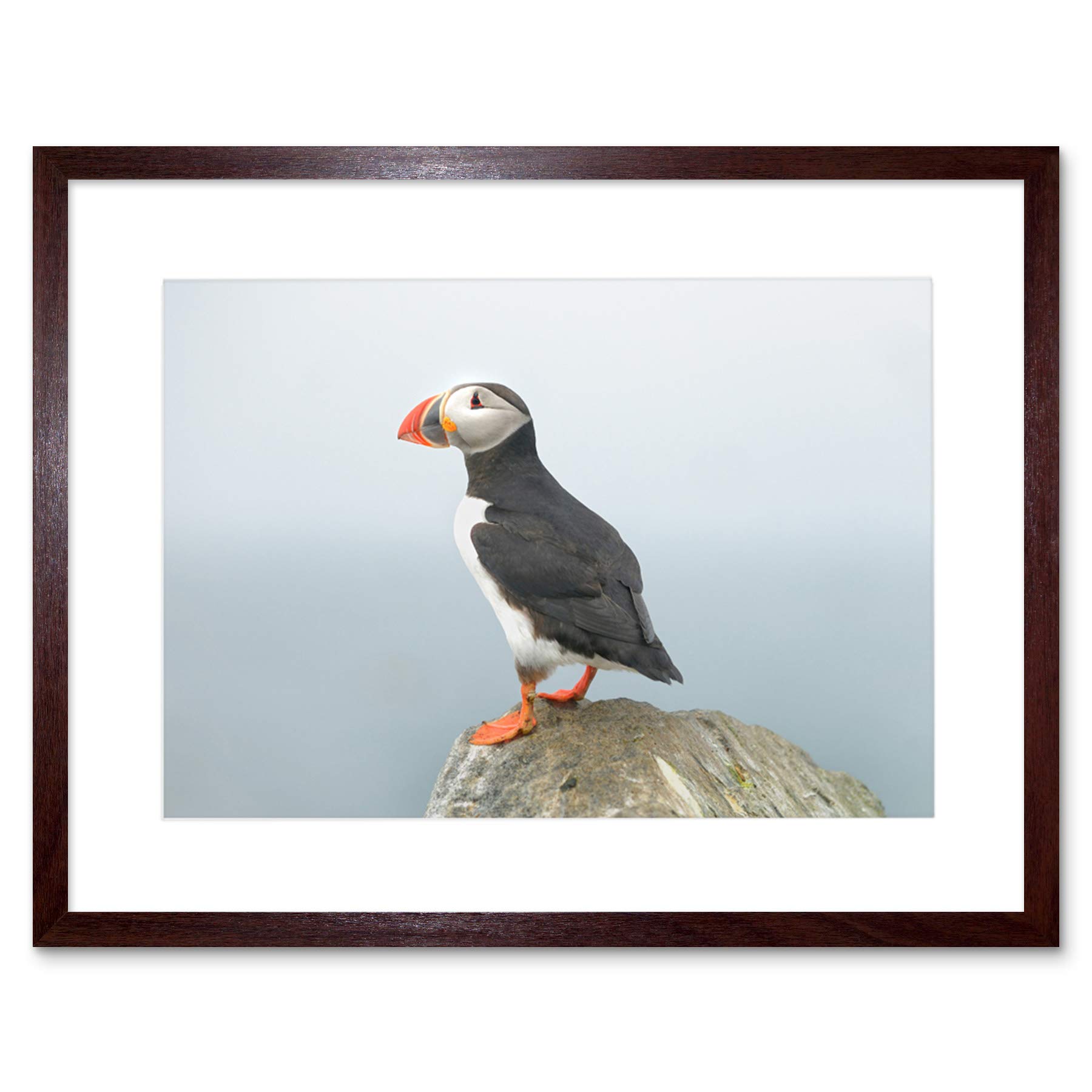 Wee Blue Coo Atlantic Puffin Bird Rock Sea Art Picture Framed Wall Art Print