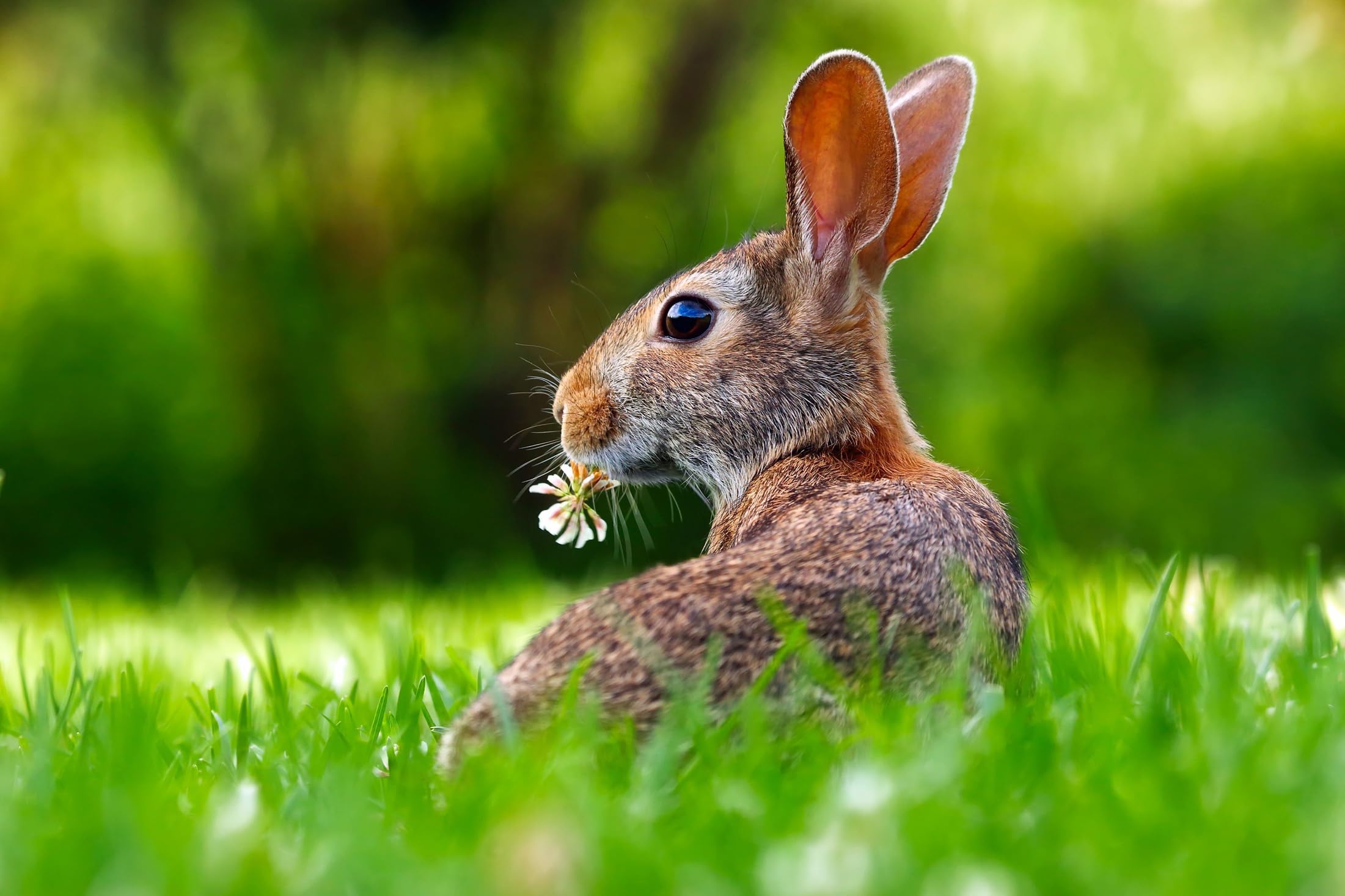 Schaf & Kleintierweide Samen. Frischfutter für Schafe, Hasen, Meerschweinchen usw. (100m² = 200,0g)