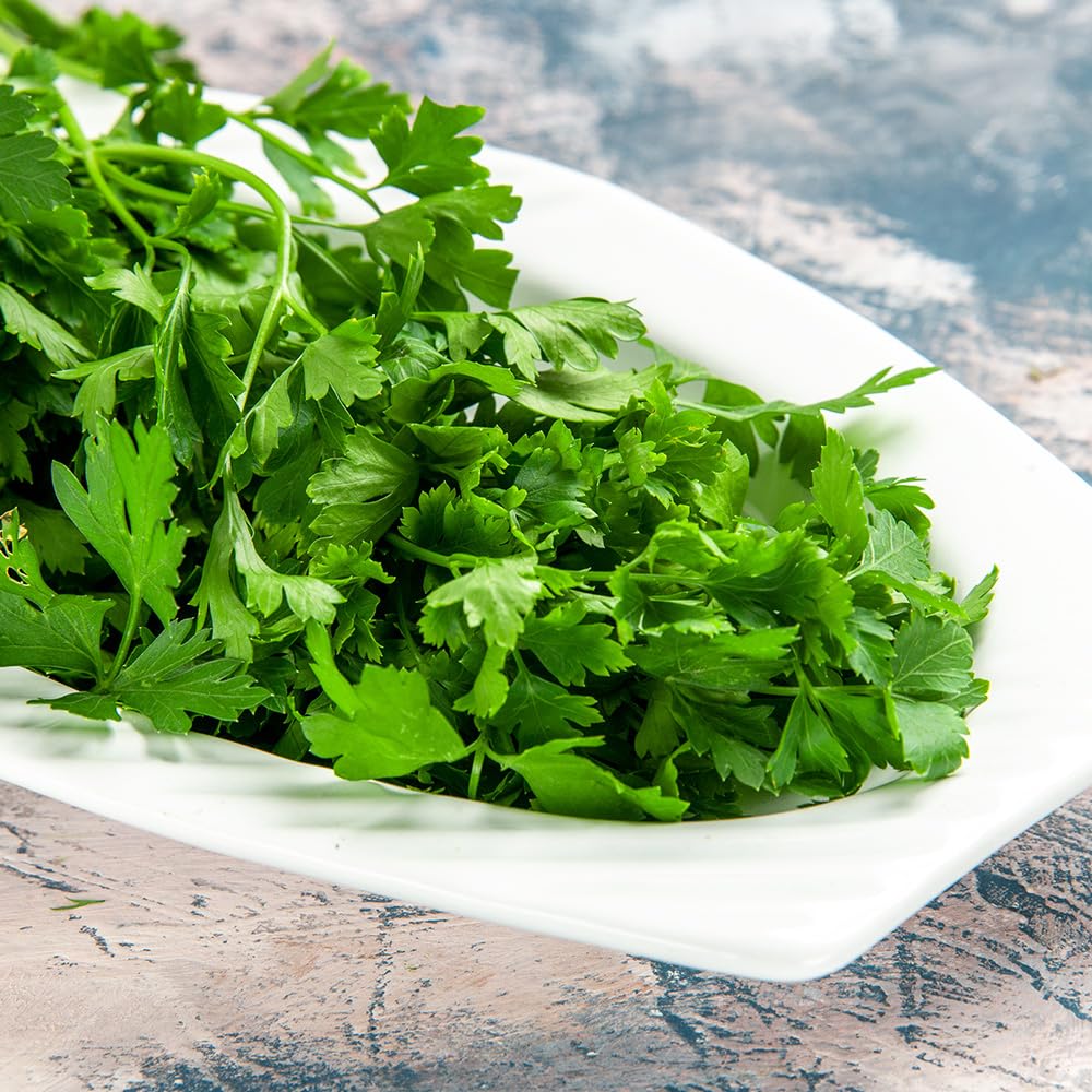 Coriander Organic Cilantro for Leaf Seeds – Organically Grown Seed, A Popular, Fragrant Herb – Hardy Annual – for Your Beautiful Kitchen Garden