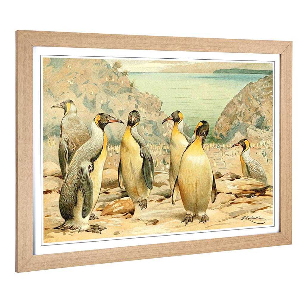 Big Box Art Framed Print of Vintage W Kuhnert Giant Penguins Design | Wall Art Picture | Home Decor for Kitchen, Living Room, Bedroom, Hallway, Oak, A2 / 24.5x18 Inch / 62x45cm