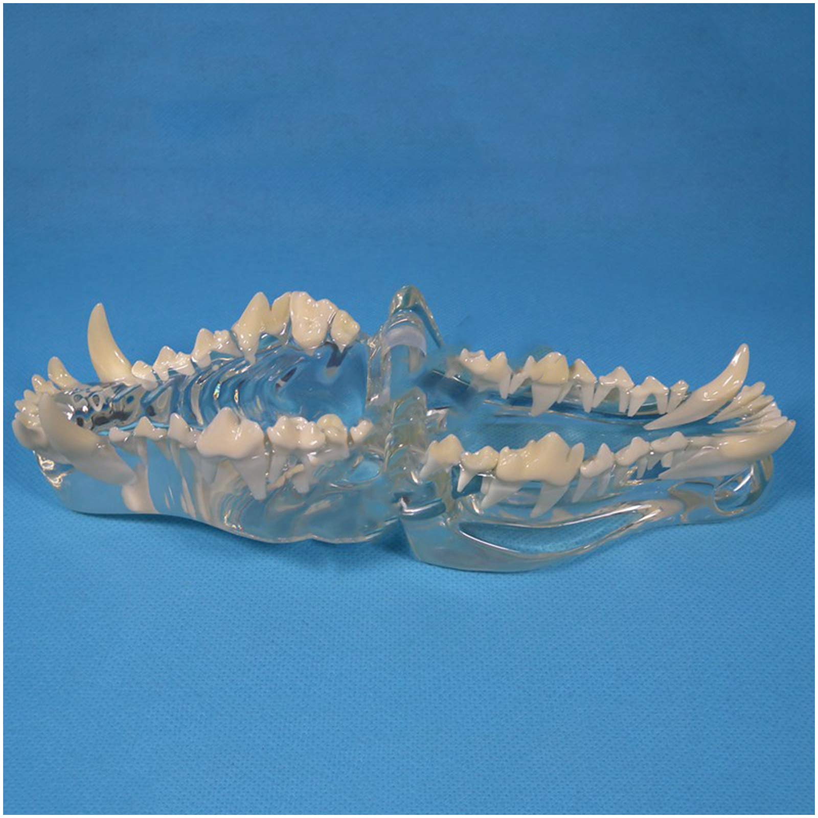 sjdoPulse Canine Dental Model - Transparent Dog Canine Teeth Teaching Model - Anatomy Model Canine Dog Jaw Anatomical Model - Veterinary's Study Teaching Display (A)