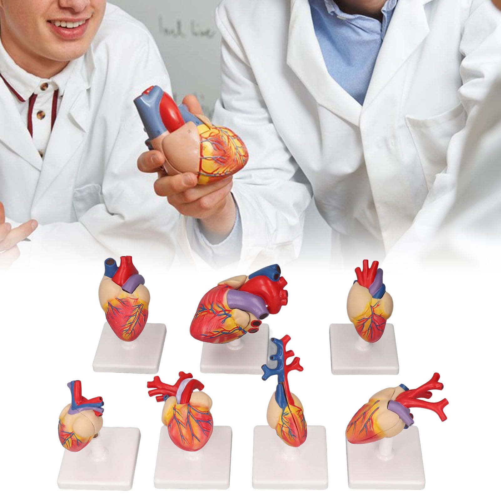 FTVOGUE Model Anatomii Ludzkiego Serca