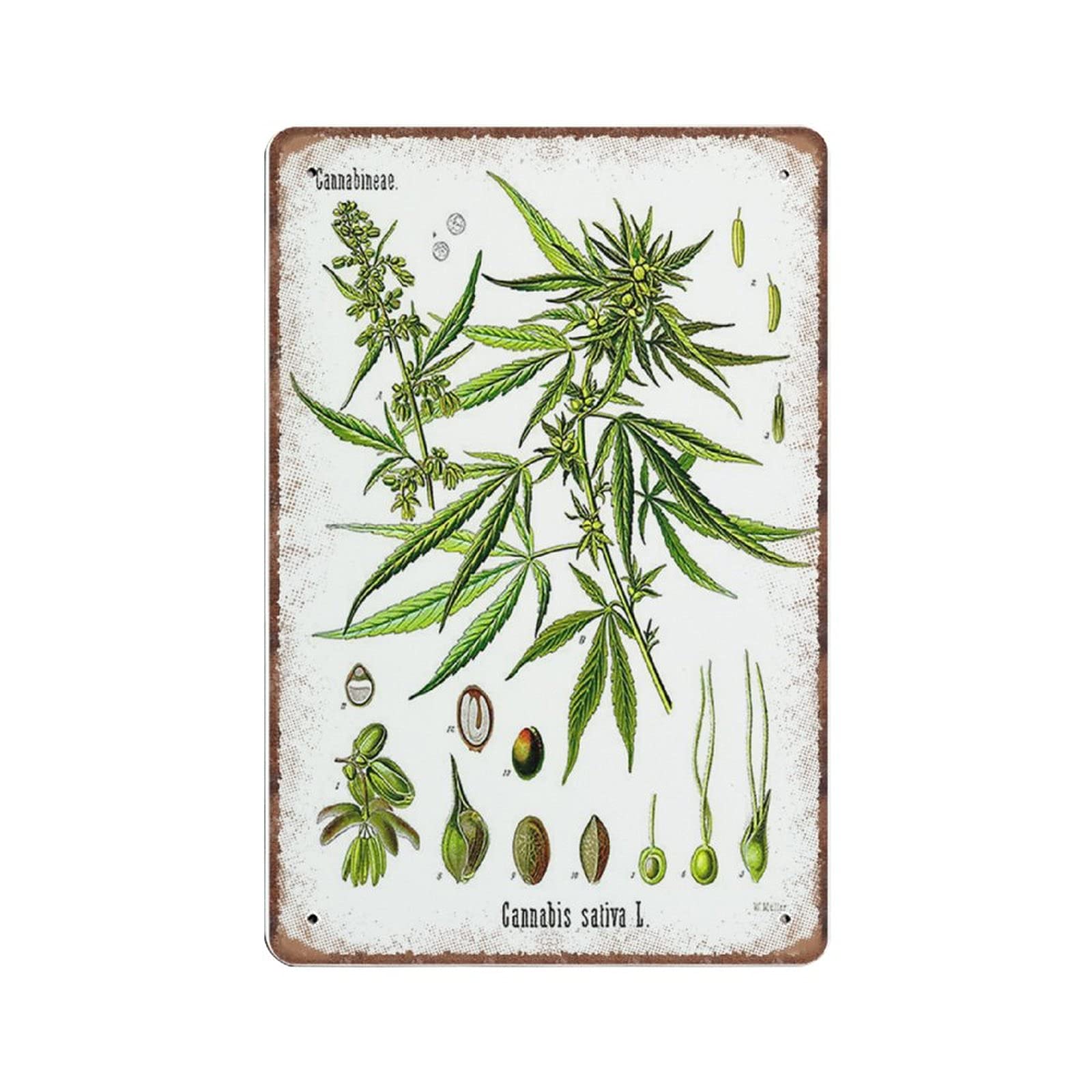Daiercy Material_tin 4 Cannabis Botanical Tin Signs - Botanical Cannabis Sativa Print Funny Vintage Metal Sign Plaqu Poster Wall Art Pub Bar Kitchen Garden Bathroom Home Decor, 140X200 Mm