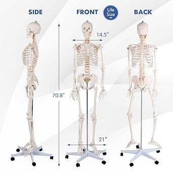 GOFLAME Human Skeleton Model for Anatomy, 70.8 Life Size Skeleton Model with Nervous System and Rolling Stand for Medical Study, Anatomical Skeleton with Movable Arms and Legs, Dust Cover & Poster