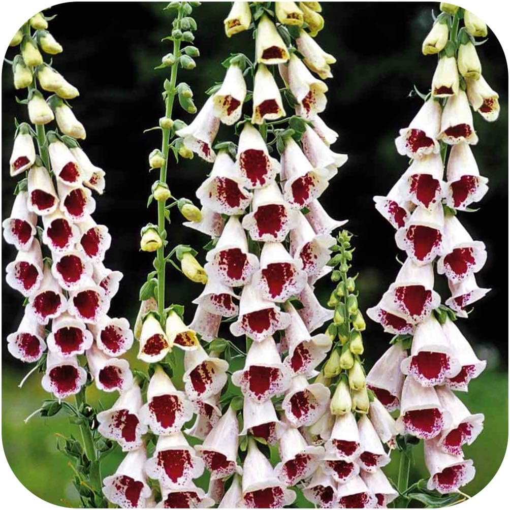 Foxglove Digitalis 'Pam's Choice' 'Elsie Kelsey' x 6 Large Perennial Plug Plants Amazon.co.uk