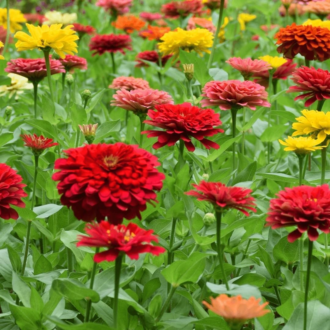 Zinnia California Giant Flower Seeds, Bulk Pack 8 Oz, 22,000+ Seeds by Seeds2Go