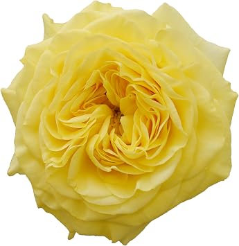 Bloomingmore | Fresh Cut Flowers | Yellow Garden Roses | 36 Stems - 16 in | Home, Office, Wedding Decor, DIY, Party Event, Housewarming, Teacher and Engagement