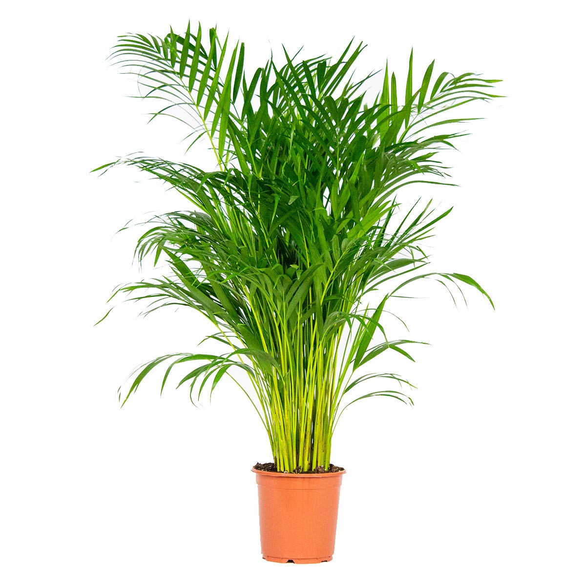 Bloomique - Dypsis Lutescens - Goldfruchtpalme - Areca Palme -  Zimmerpflanzen Gro - Pflegeleicht - Haustierfreundlich - Hhe 100-120 cm -  Topf 21 cm : Amazon.de: Garten