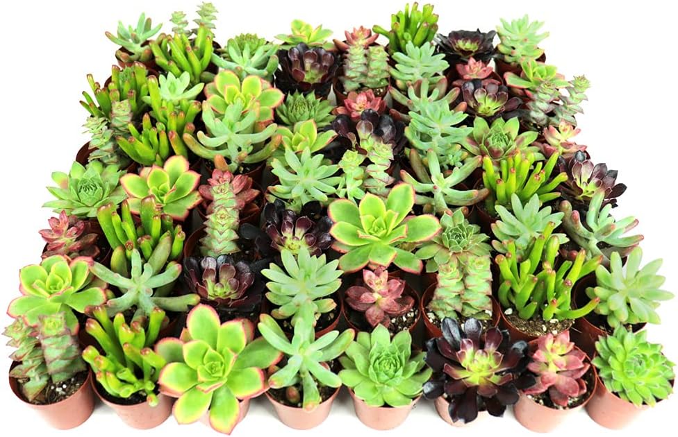 48-Pack Mini Assorted Real Succulents - Randomly Hand Selected 8 Varieties Succulents - Perfect for Fairy Gardening & Wedding Favors