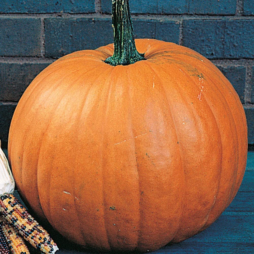 UtopiaSeeds Connecticut Field Pumpkin Seeds - Large Pumpkin Great for Carving