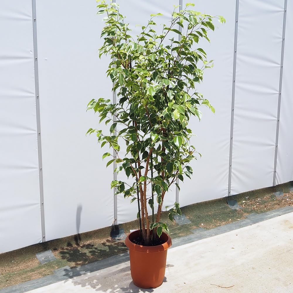 美形 大型 エバーフレッシュ 曲がり仕立て 10号 バルーン陶器鉢