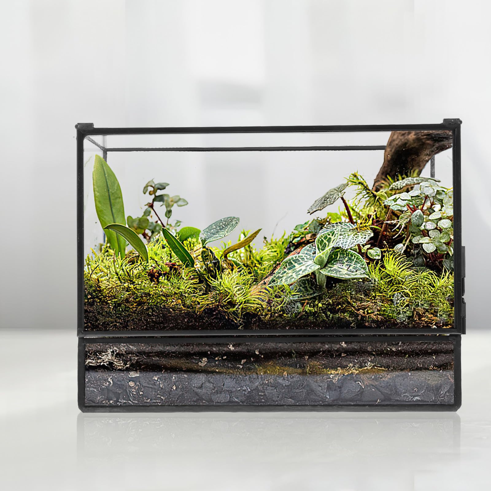 Ökologisches Glas Terrarium 145x80x195mm Mikro Landschafts Pflanzkasten Transparenter Tischpflanzenhalter für Wohnzimmer und Fensterbank