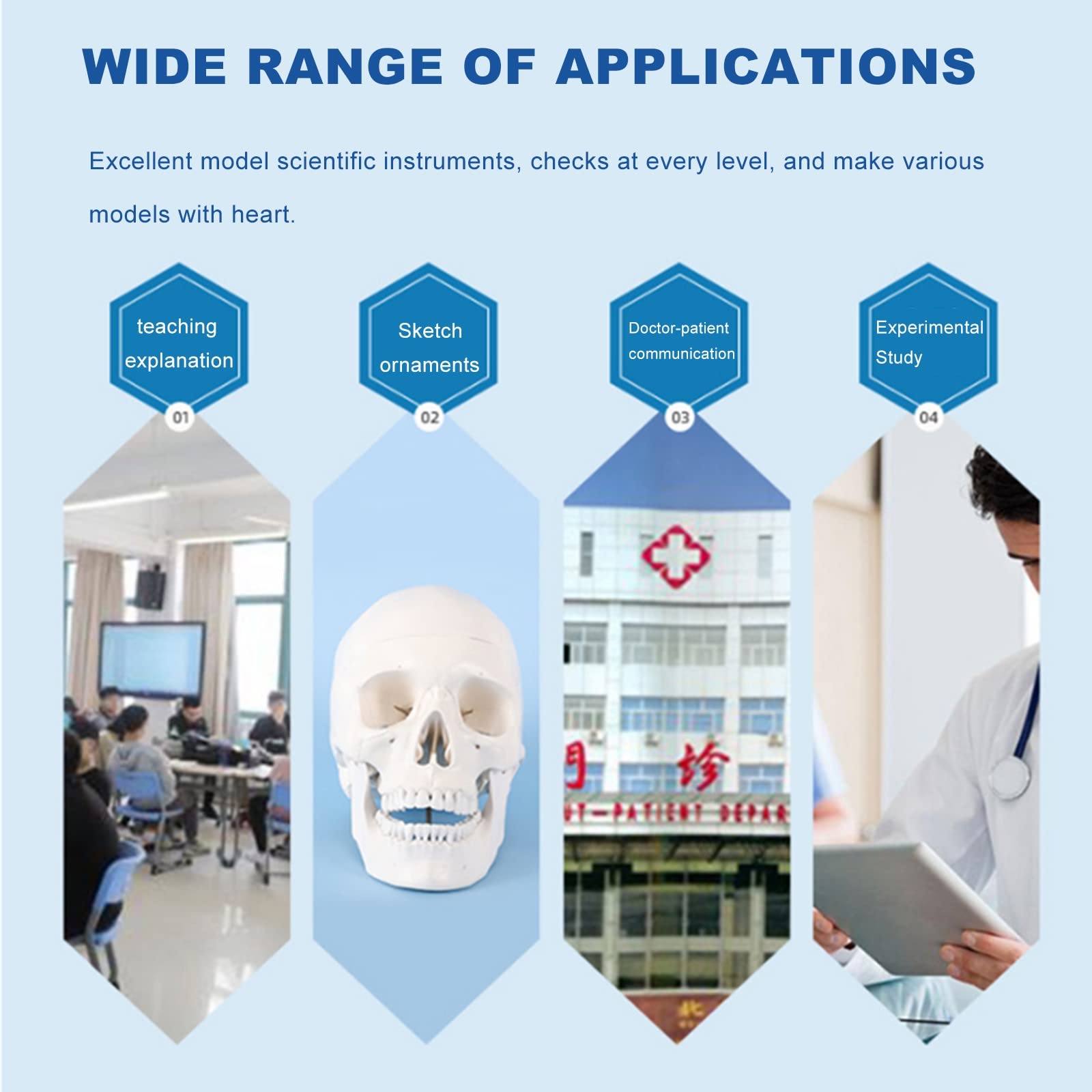 NICHOY Abdominal Transverse Anatomy Model Human Torso Anatomy Model for Medical Teaching Learning,Learning Education Display Tool,with Digital Logo(Color:A,Size:40cm|16in)