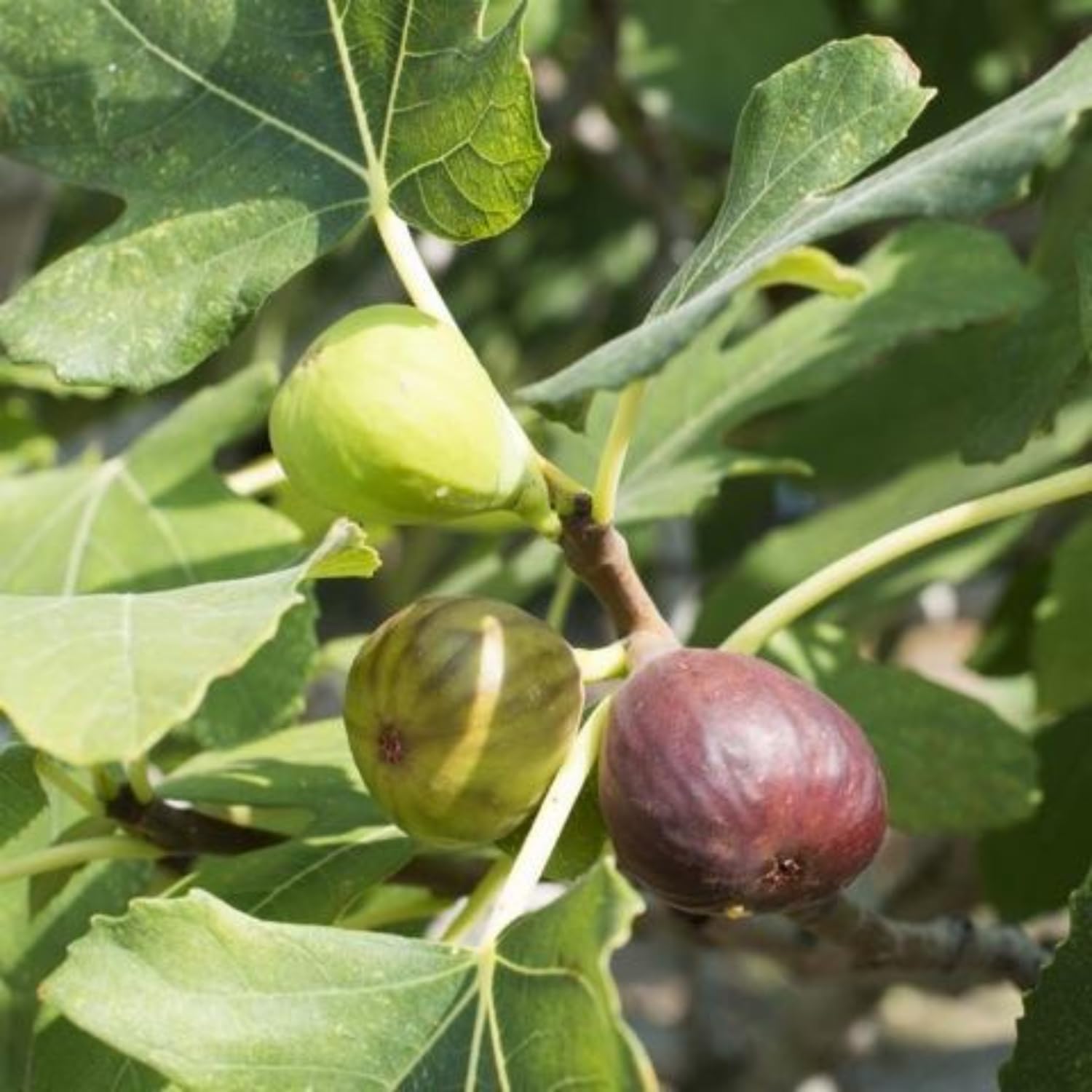 See full amazon price history chart for Hug A Plant | Indian Fig/Anjeer/Common Fig Fruit Live Plant (Home & Garden) Hug A Plant | Indian Fig/Anjeer/Common Fig Fruit Live Plant (Home & Garden) (B0CJTSSKQ7) Amazon Price History, Amazon Price Tracker
