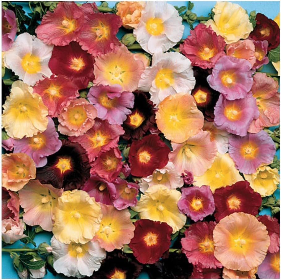 PREMIER SEEDS DIRECT - Hollyhock - Antwerp Mix - 100 Flower Seeds - ALCEA FICIFOLIA
