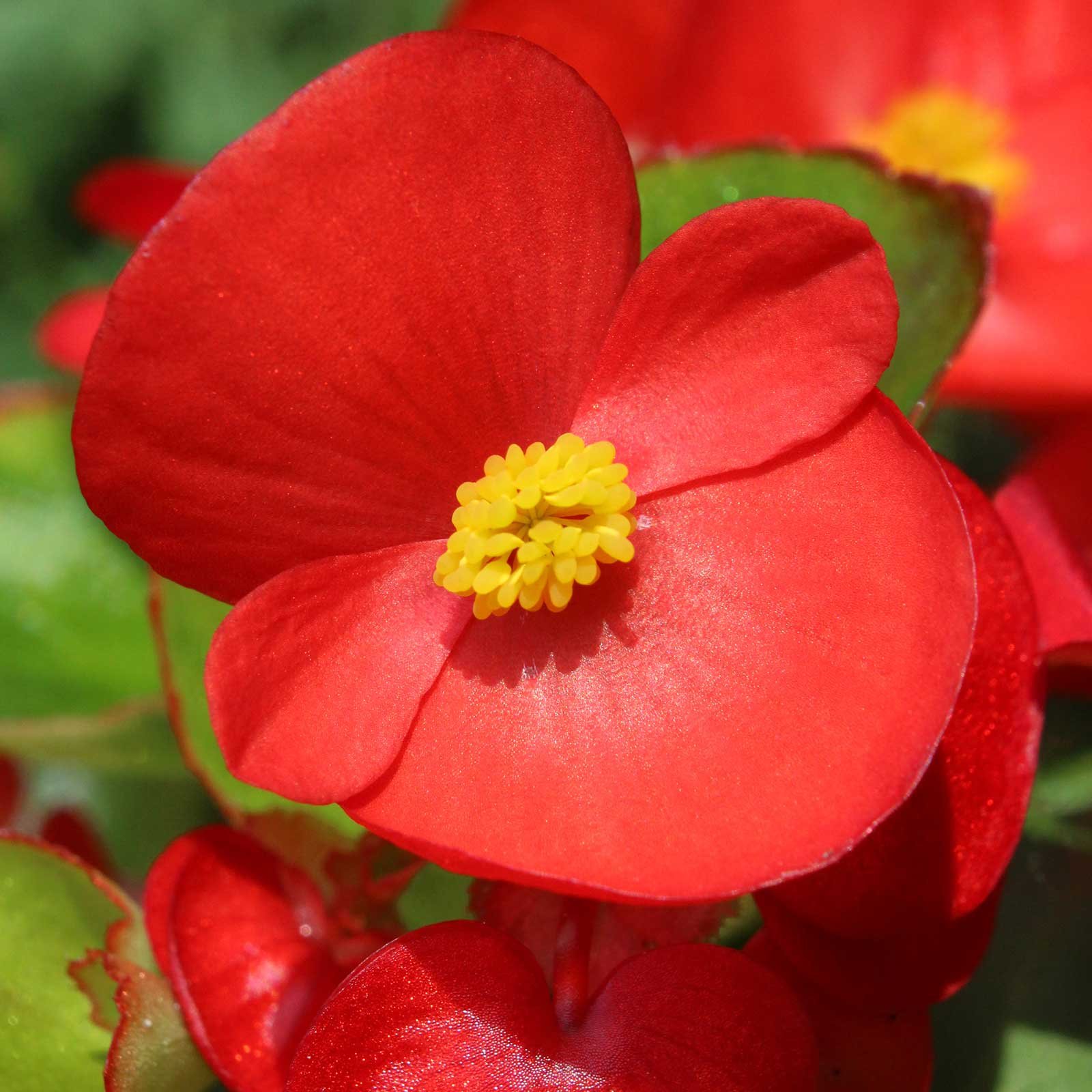 Mountain Valley Seed Co Fibrous Begonia Cocktail Seeds