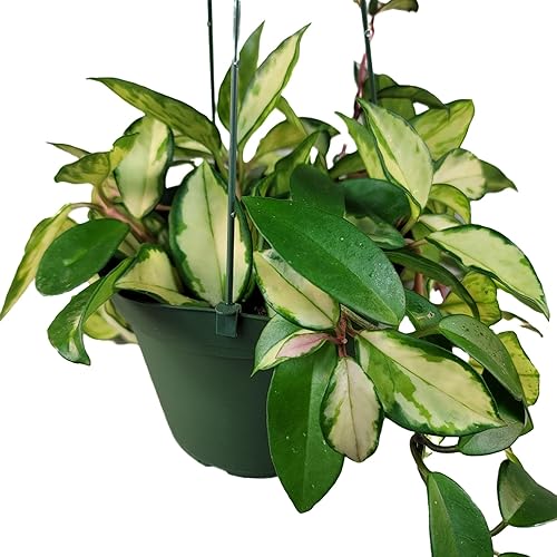 Miniatura 5 de Hoya Krimson Princess, Hoya Carnosa Vareiagata, Planta Hoya Viva, Garantía de Llegada Viva! (Maceta de 4 pulgadas con 2 o más plantas)