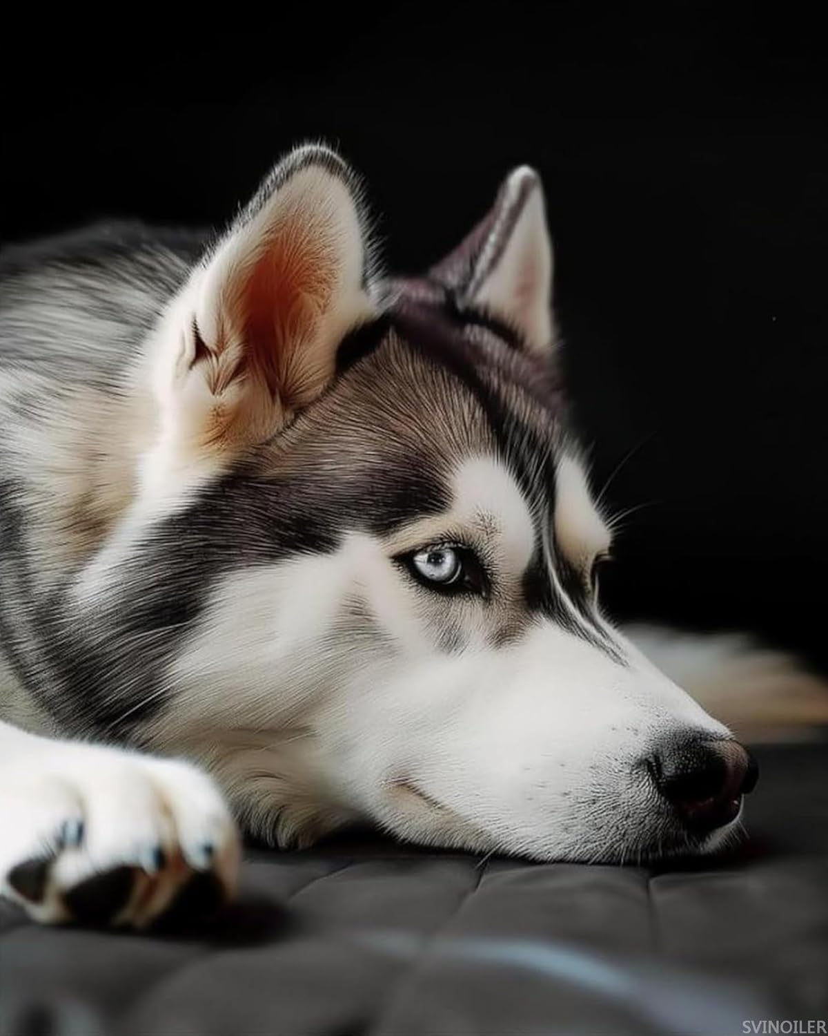 SVINOILER Husky Dog Paint by Numbers Kit Paint by Numbers DIY Acrylic Drawing Paintworks Artwork Adults Beginners 16x20inch