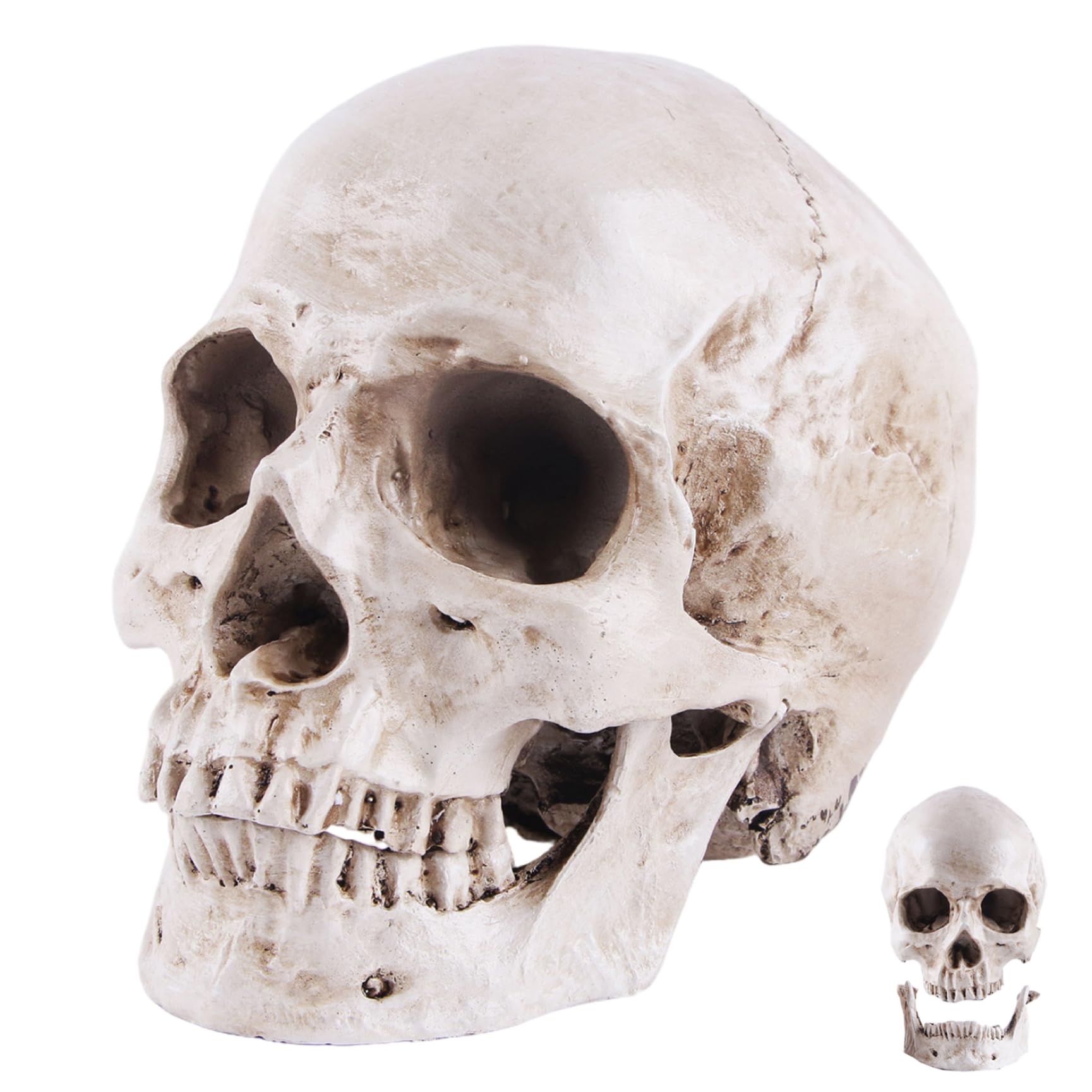 Calavera de resina decorativa para ambientar altares y Halloween