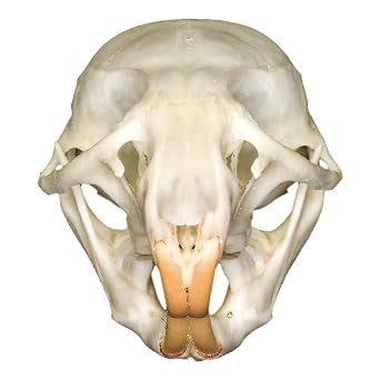 Skulls Unlimited Real Rat Skull Model Animals Specimen for Science Education B Quality Large