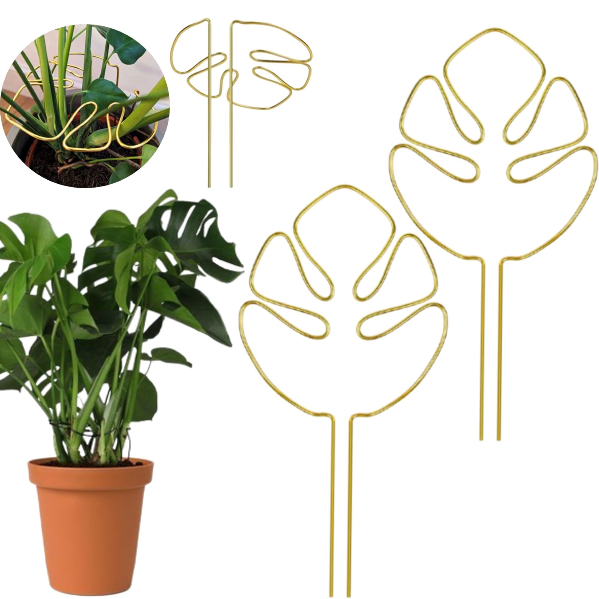 ムー 同時梱包割引 モンステラ30 斑入 マスターピース ムー 同時梱包