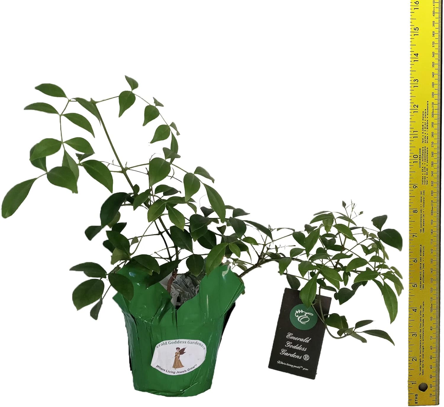 White Pandora Vine - Pandorea jasminoides -Live Plant - Romantic, Fragrant Trumpet Flower - Emerald Goddess Gardens - Starter Sz 4 Inch Pot