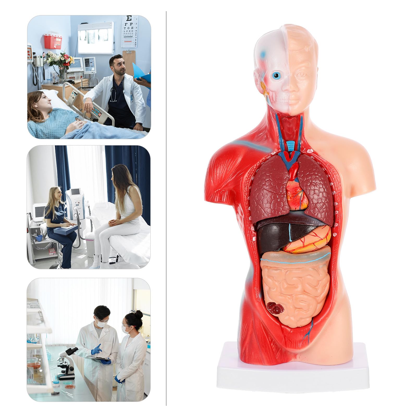 NUOBESTY Anatomisches Herzmodell zur Anschaulichen Demonstration aus Pvc Menschliches mit 15 Abnehmbaren Teilen Zerlegbares Dissektionsmodell für Krankenhäuser und Schulen