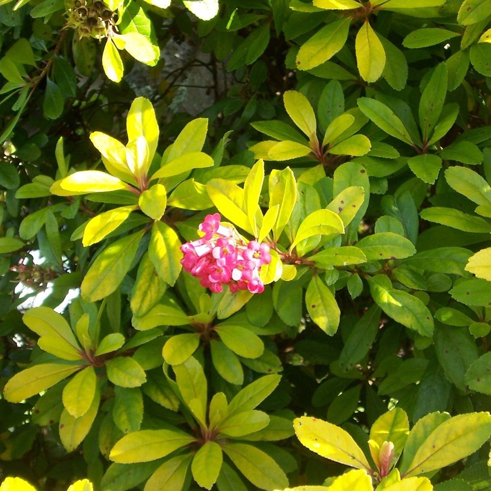 Escallonia Laevis 'Gold Ellen' Evergreen Hardy Hedging Garden Shrub Plant