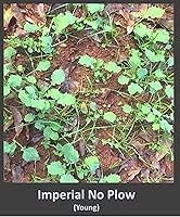 Vista 5 de Whitetail Institute Imperial semillas de trébol para alimento “No-Plow