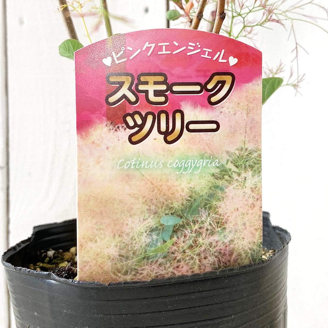 Amazon スモークツリー ピンク エンジェル 3年生苗 果物