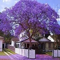 Vista 1 de 25 semillas de árbol de jacaranda azul Jacaranda púrpura Mimisifolia semillas de flor