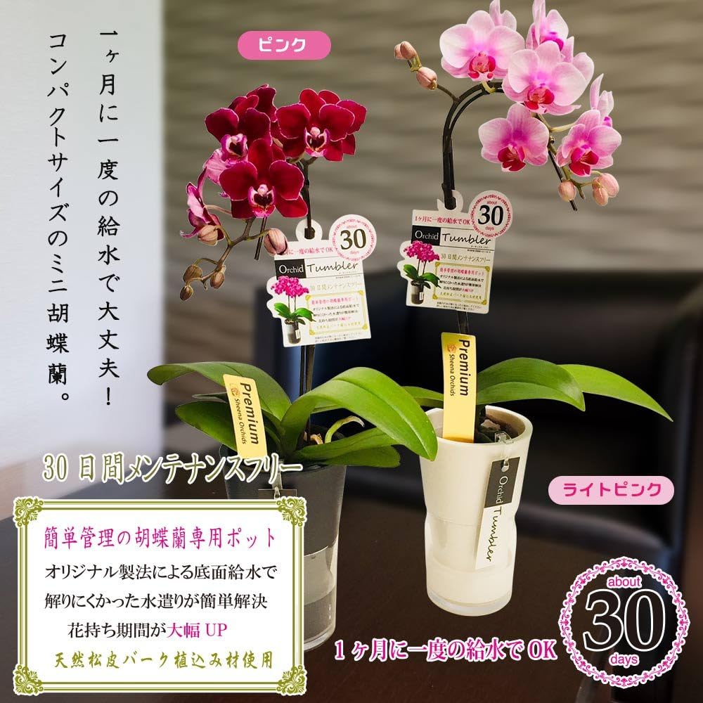 Amazon ミニ胡蝶蘭 タンブラースリムポット3号鉢植え 1本立て お中元 ギフトに花のプレゼント 開店祝いに 母の日 花ライトピンク鉢ブラック 父の日 敬老の日 ギフト 観葉植物 オンライン通販