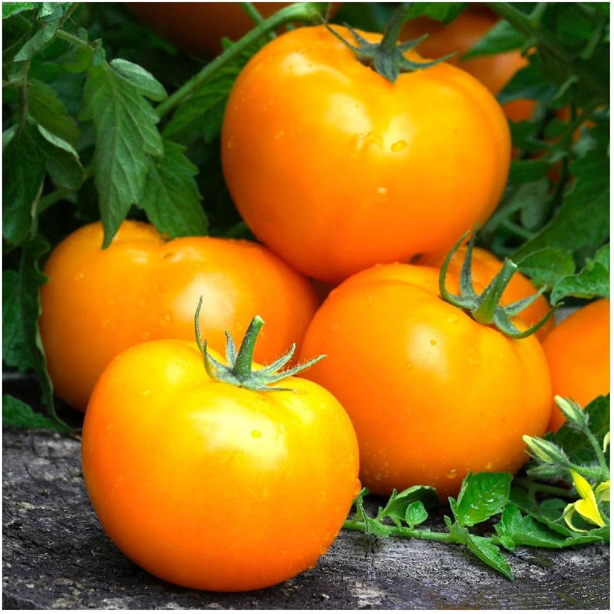 Everwilde Farms - 1 Oz Goldie Heirloom Tomato Seeds - Gold Vault