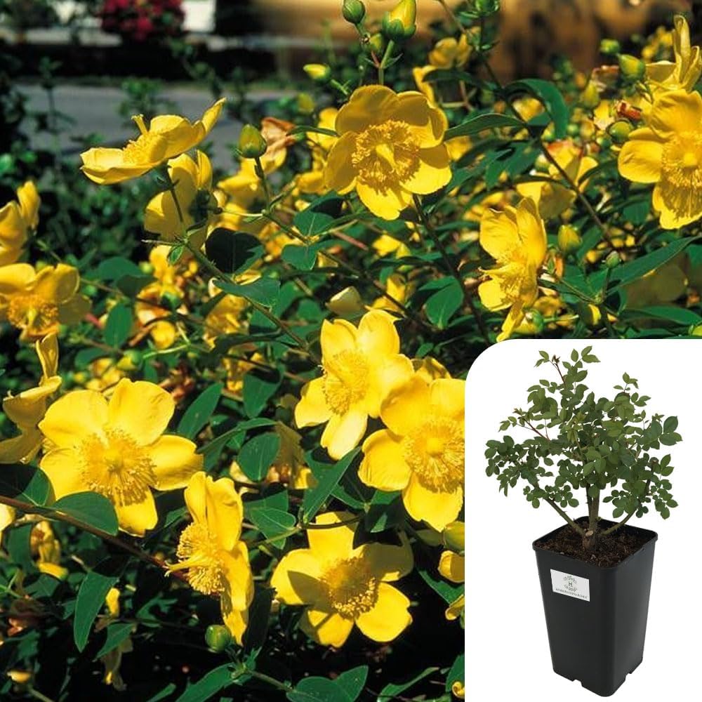 Yellow Rhs Post Hypericum 'Hidcote' – Vibrant Yellow Shrub | Potted St. John's Wort ...