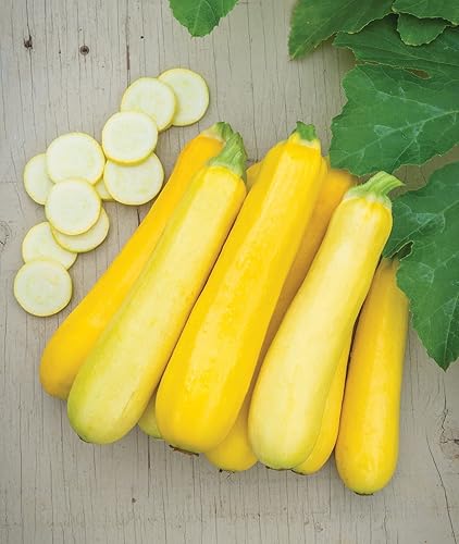 Burpee Butterstick Calabacín Summer Squash Seeds 25 semillas