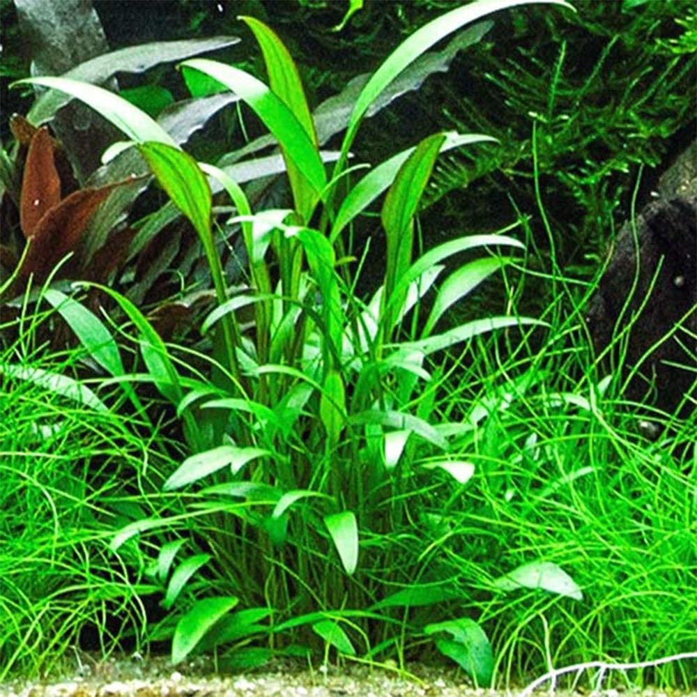 Tris Cryptocoryne “Nevellii” – Piantine Acquatiche Tappezzanti | Ideali per Neofiti ed Acquari Naturali