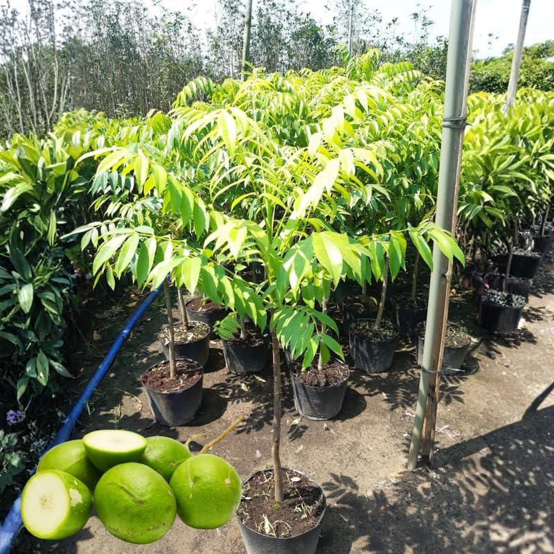Ready Bear Fruit June Plum Tree Plant Live for Outdoor Growing, 2-3 Years Old Well-Rooted in 3 Gallon Pot, Zones 9-11 Tropical Fruit
