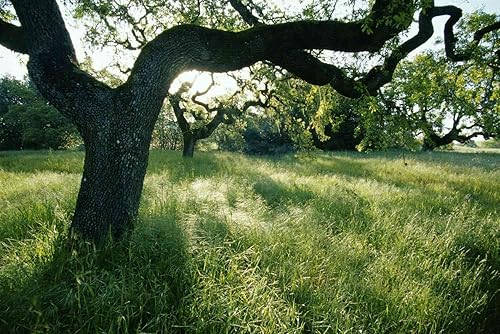 Miniatura 1 de Plántulas de roble negro para plantar  Quercus Velutina (1 plántula)  No Ship to California