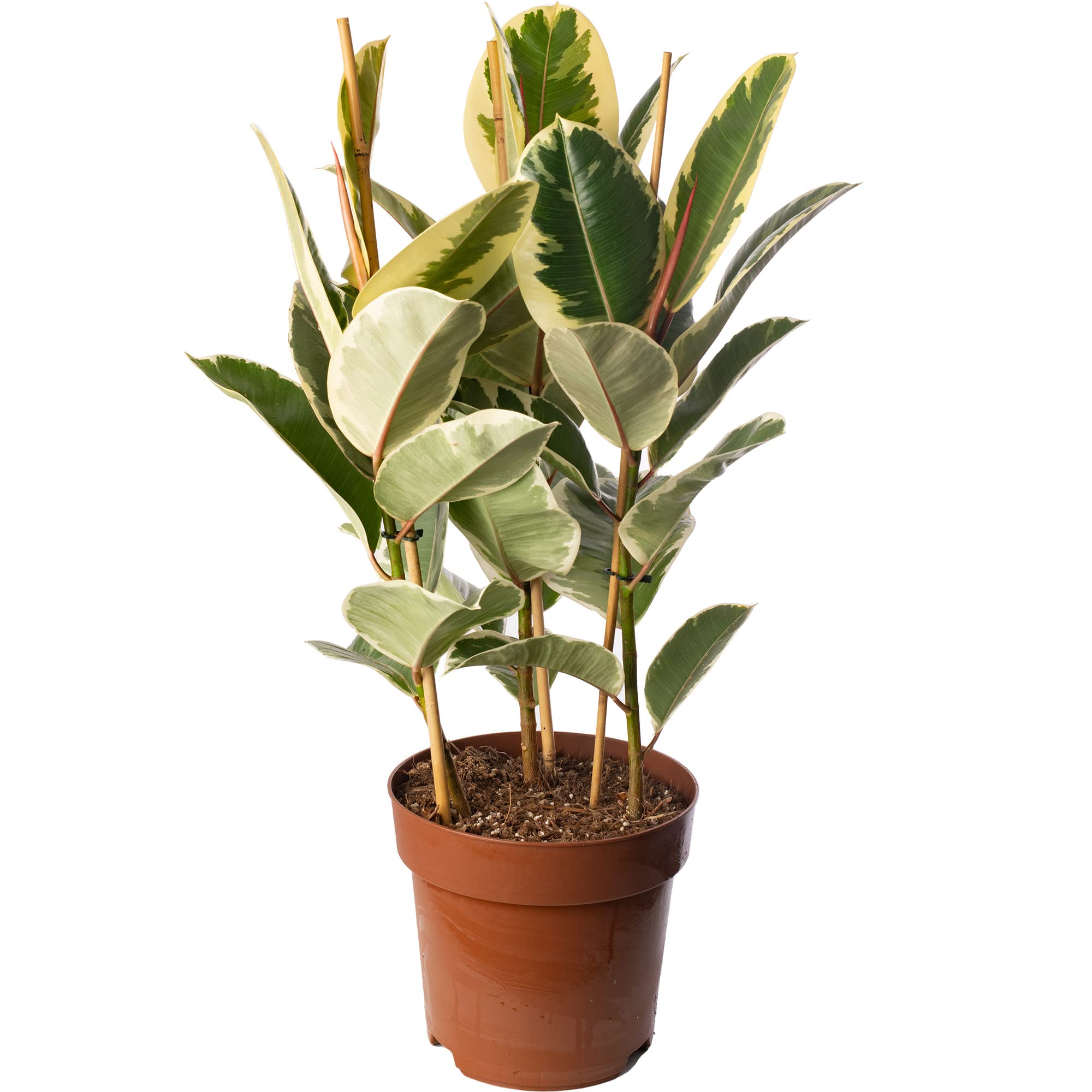 Ficus Tineke Large Indoor House Plant Real Tropical Exotic Evergreen Tall Plants (80-90cm (Incl. Pot))