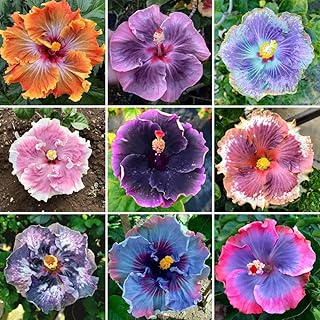 Hibiscus Flower Seeds – 100pcs Large Bloom Variety – Non-GMO Perennial Flowers for Garden & Landscape Decor