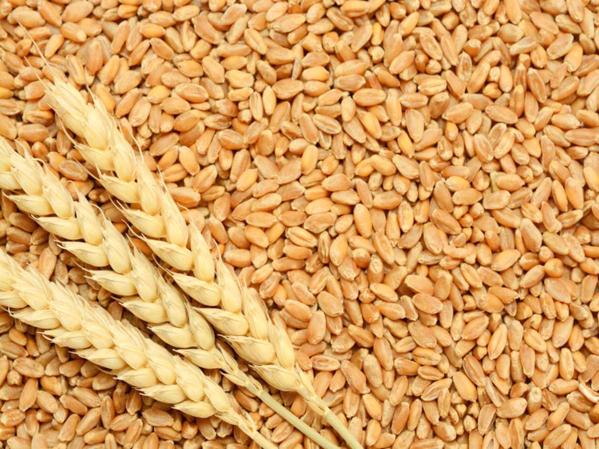 Green World HD-2967 Wheat Seeds for Agriculture & Farming (15 Kgs x pack of 1) (B0CG3M8V5W) Amazon Price History, Amazon Price Tracker