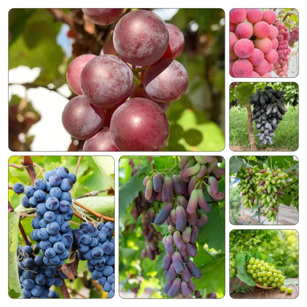 5Rhizome/Traubenwurzel trauben weintrauben Leicht zu züchten obstpflanzen