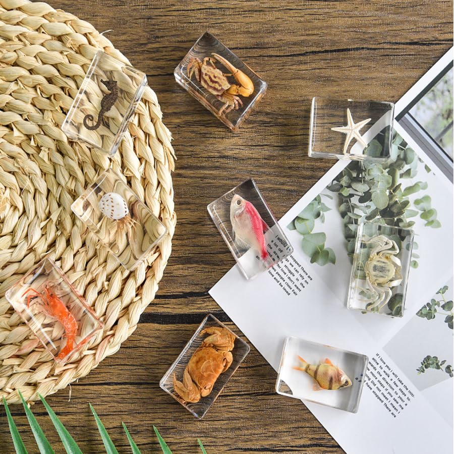 12 marteaux en Papier pour spécimens d'insectes d'animaux Marins en résine, spécimens d'insectes réels en résine pour expositions d'éducation Scientifique (océan)
