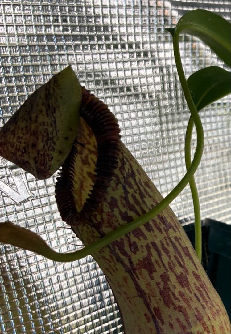 Amazon.co.jp: Nepenthes burkei x hamata ネペンテス 食虫植物 : DIY